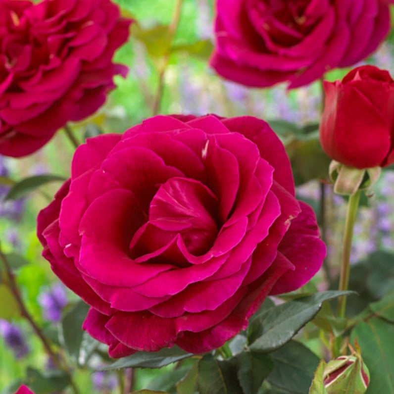 Roos 'Oklahoma' - Bakker