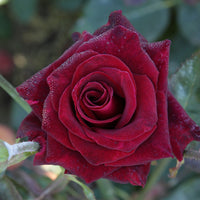 Roos 'Black Baccara'® - Rosa Black Baccara ® - Plantsoort