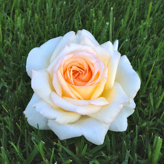 Roos 'Anastasia'® - Rosa Anastasia® - Tuinplanten