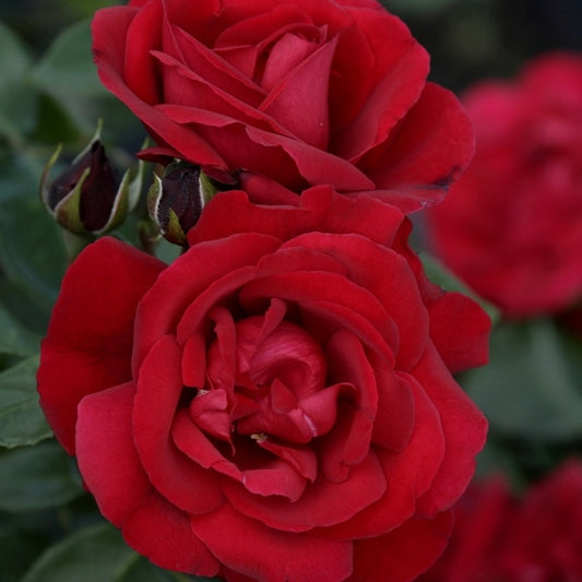 Roos 'Shalom'® - Rosa shalom® - Tuinplanten