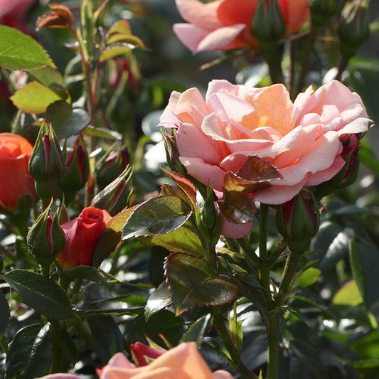 Roos 'Aprikola'® - Rosa Aprikola ® - Tuinplanten