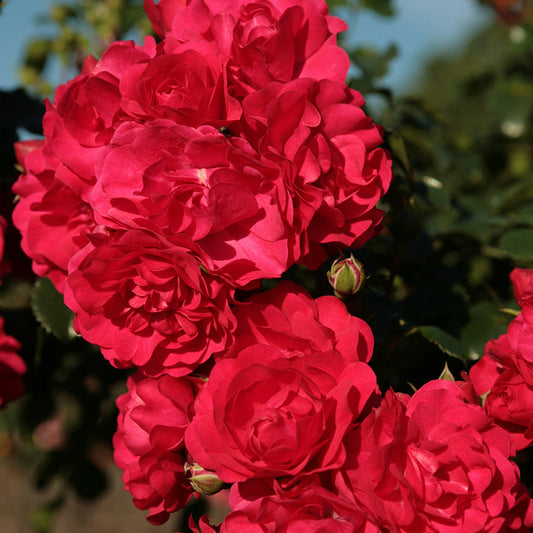 Roos 'Toscana'® - Rosa Toscana ® - Tuinplanten
