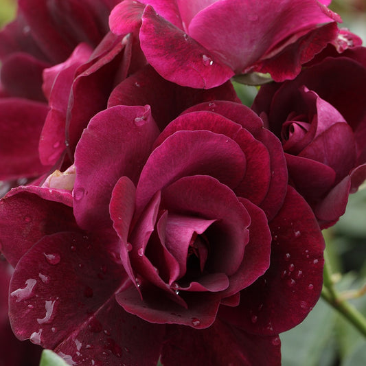 Roos 'Burgundy Ice'® - Rosa burgundy ice ® - Tuinplanten