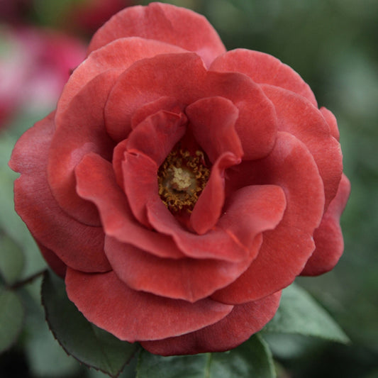 Roos 'Terracotta'® - Rosa terracotta ® - Tuinplanten