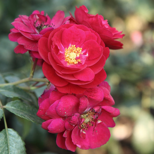 Roos 'Starlet-Rose Lola'® - Rosa starlet-rose lola ® - Tuinplanten