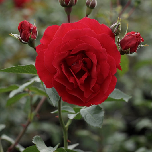 Roos 'Sympathie'® - Rosa Sympathie ® - Tuinplanten