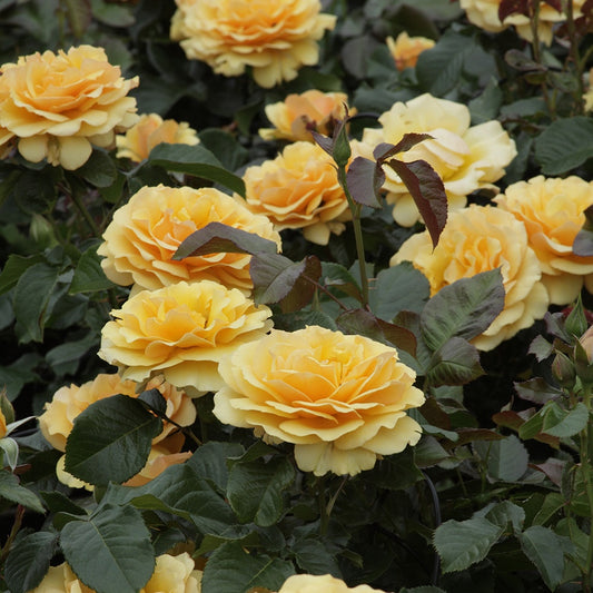 Roos 'Amber Queen'® - Rosa amber queen ® - Tuinplanten