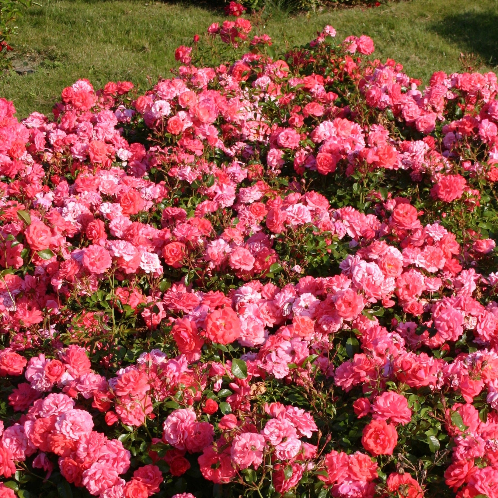 Roos 'Bonapart'® - Rosa Bonapart ® - Tuinplanten