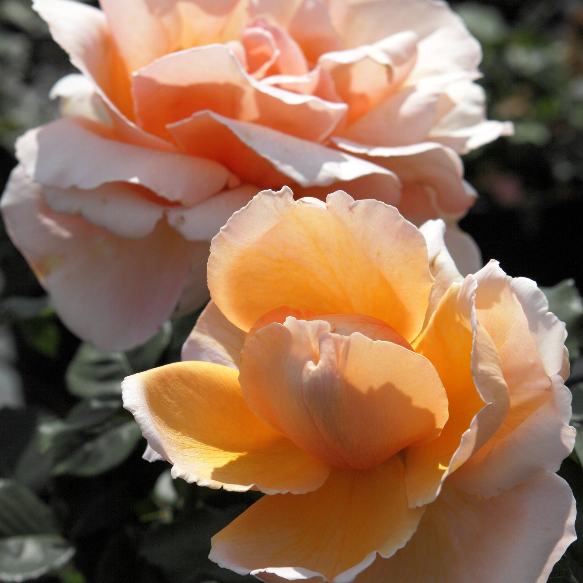 Roos 'Just Joey'® - Rosa just joey ® - Tuinplanten