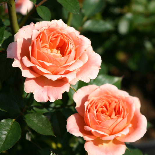 Trosroos 'Sweet Dream'® - Rosa sweet dream ® - Tuinplanten
