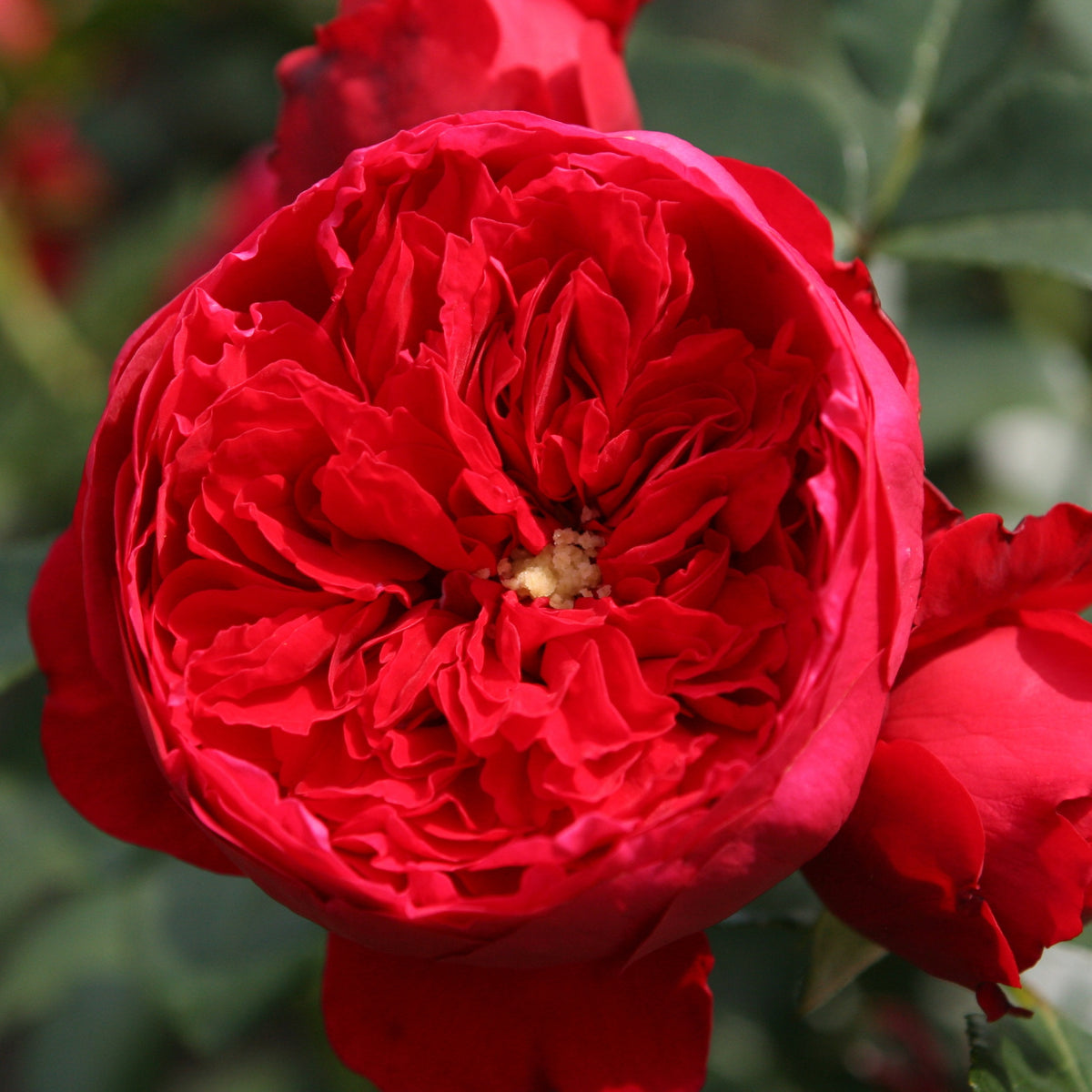Klimroos 'Florentina'® - Rosa Florentina ® - Bakker
