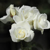 Rozenmix 'Iceberg' + 'Fée des Neiges' + 'Rosier Schneewittchen' - Bakker