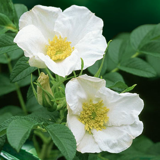 Wilde roos 'Alba, Japanse roos - Rosa rugosa alba - Tuinplanten