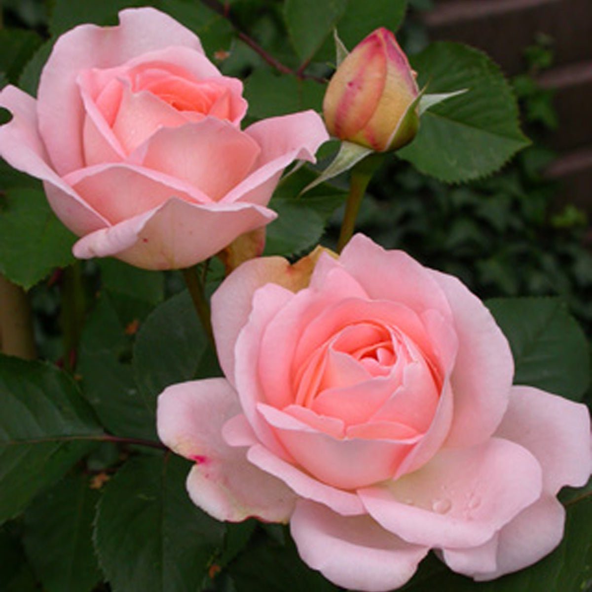 Rosa clair™renaissance ® - Roos Clair™ 'Renaissance'® - Grootbloemige rozen