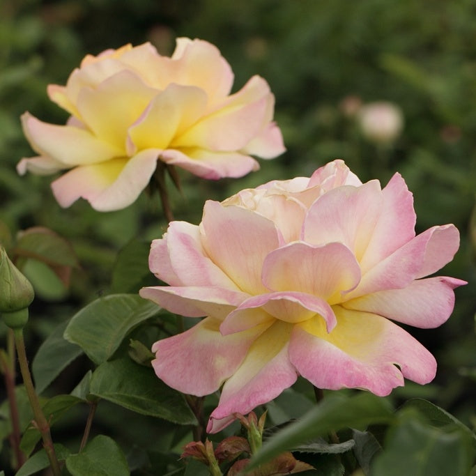 Roos 'Mme A. Meiland' - Rosa mme a. meilland - Tuinplanten