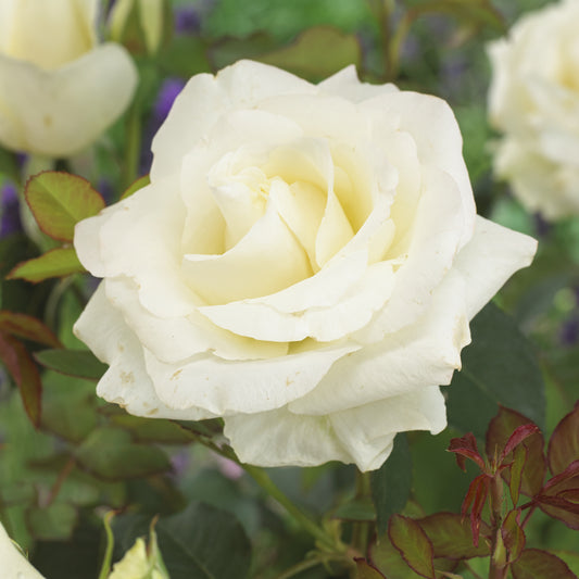 Roos 'Annapurna'® - Rosa annapurna ® - Tuinplanten