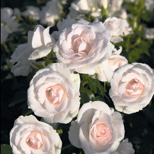 Roos 'Aspirin Rose'® - Bakker