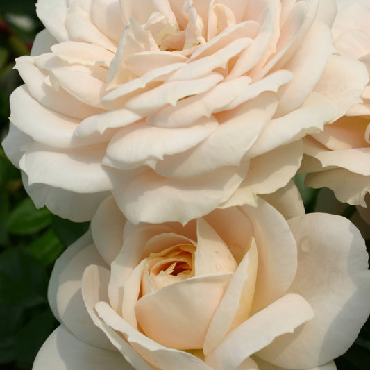 Roos 'Lions-Rose'® - Rosa Lions-Rose ® - Tuinplanten