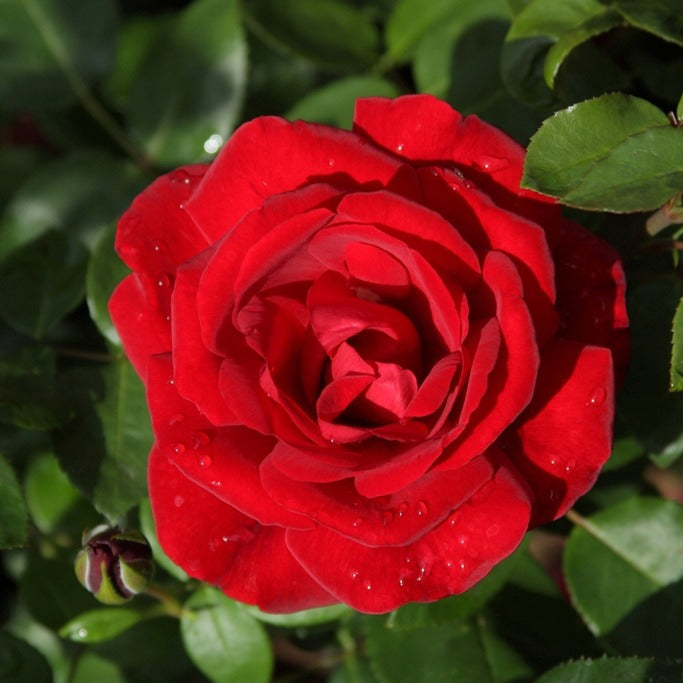 Rosa santana ® - Klimroos 'Santana' - Klimrozen