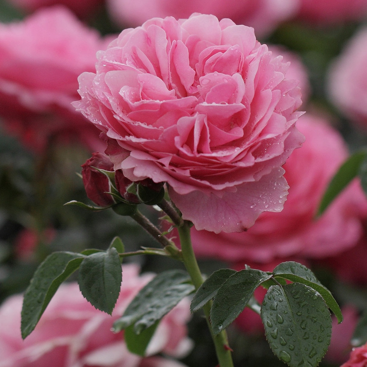 Rozen - Naakte wortels - Trosroos 'Leonardo da Vinci' - Rosa floribunda Leonardo Da vinci ® Meideauri