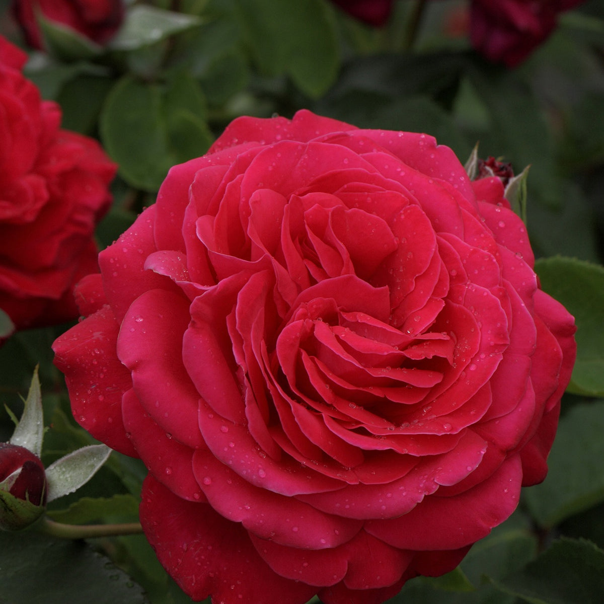 Grootbloemige rozen - Grootbloemige roos 'Dame de Coeur' - Rosa dame de cœur, rosa queen of hearts, rosa herz-dame