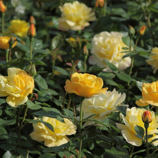 Trosroos 'Arthur Bell' - Rosa floribunda arthur bell® - Plantsoort