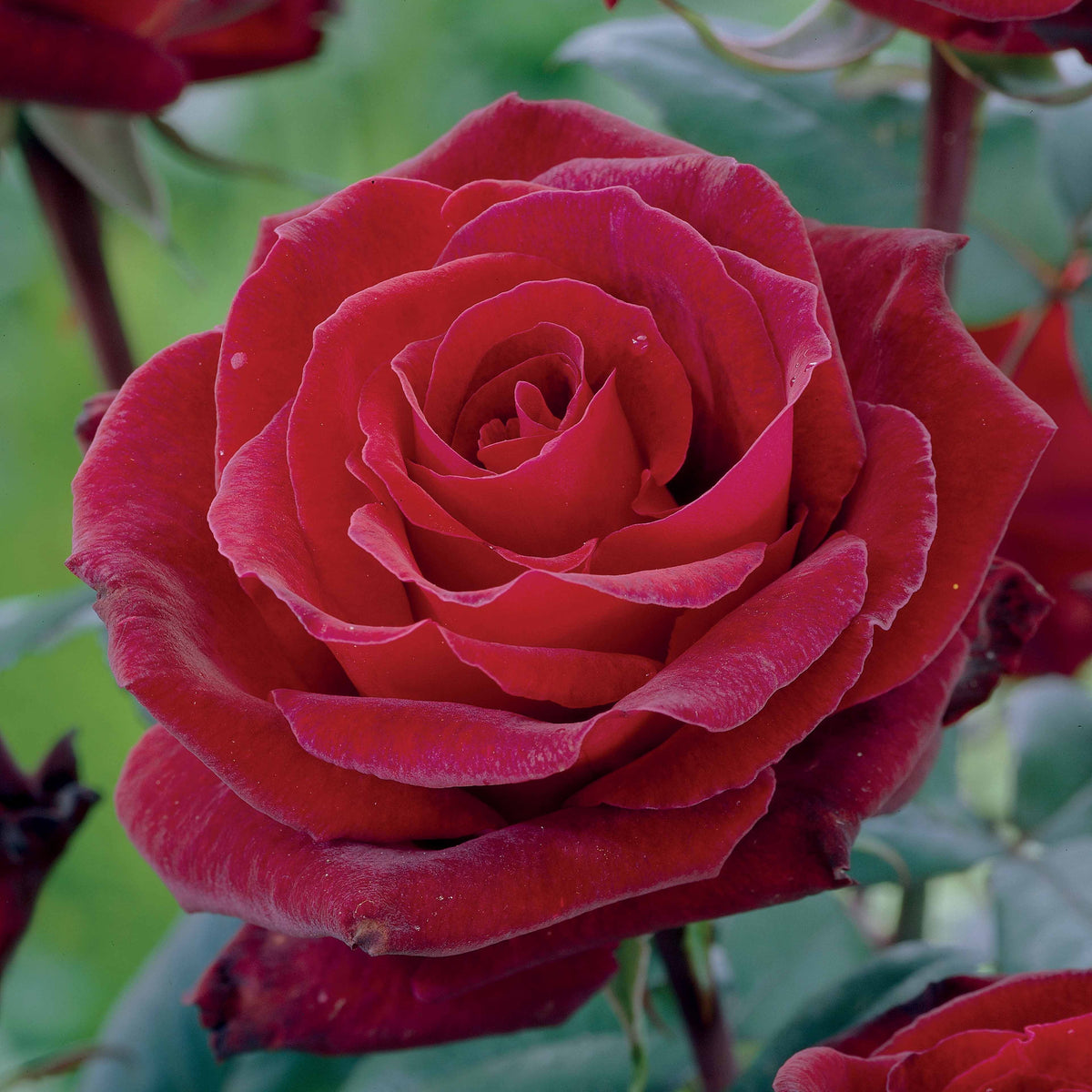 Grootbloemige roos 'Barkarole' - Rosa Barkarole - Bakker