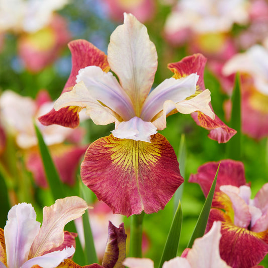 Siberische lis (x3) - Iris sibirica 'sugar rush' - Vijvers