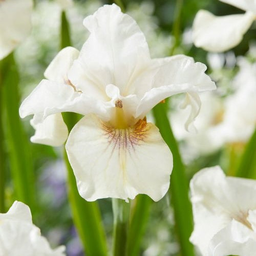 Siberische iris 'Not Quite White' - Iris sibirica 'not quite white' - Vijvers