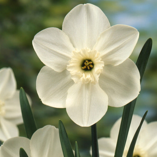 Mini-narcissen Princess Zaide (x5) - Narcissus 'princess zaide' - Bloembollen