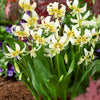 Erythronium Witte schoonheid - Erythronium 'white beauty' - Bloembollen