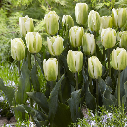Tulpen Triomphe Green Spirit - Bakker
