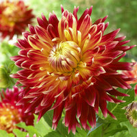 Dahlia akita - Dahlia Akita - Dahlia 