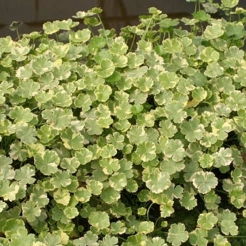 Variegata waterschaal - Hydrocotyle sibthorpioides 'Variegata' - Bakker