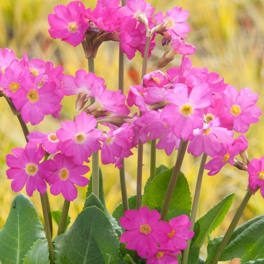 Roze sleutelbloem - Bakker