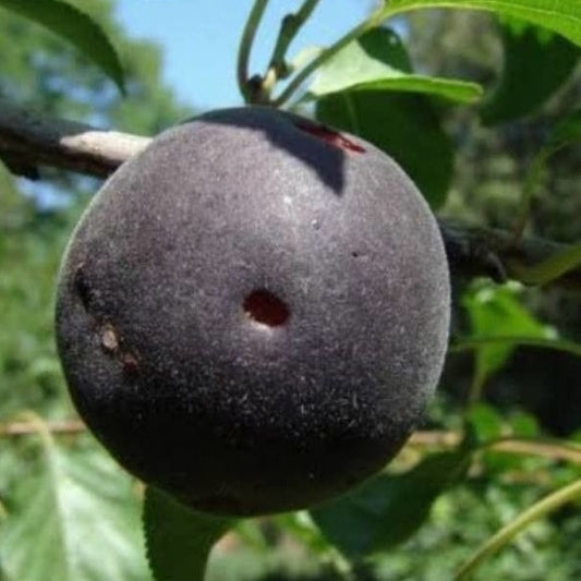 Abrikoos-pruim - Prunus × dasycarpa - Fruit