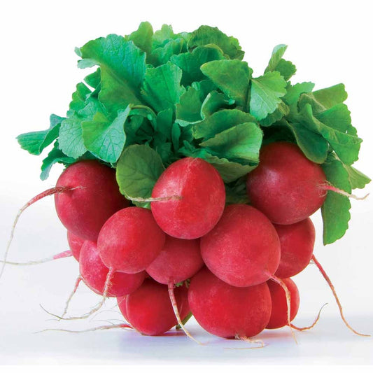 Radijs 'Jolly' - Bakker