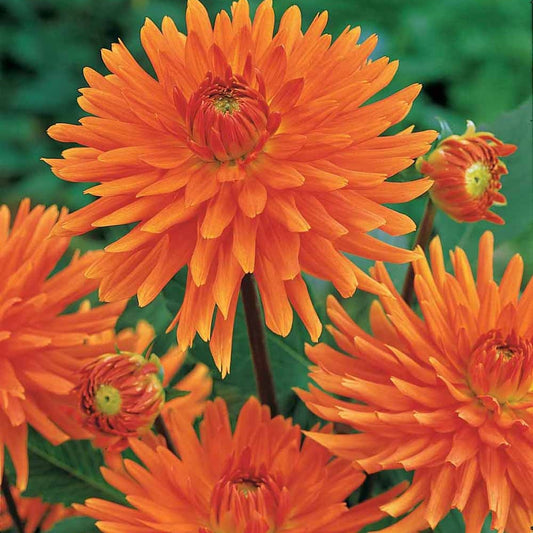 Cactus Dahlias 'Vrouwe Jacob' (x3) - Bakker