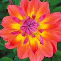 Dahlia 'Tricolore' (x3) - Dahlia tricolore - Zomerbloeiers