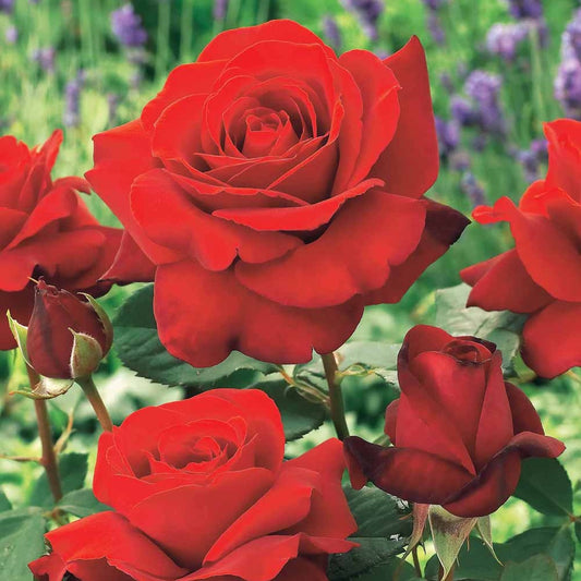 Geurende roos 'Duftzauber 84' - Bakker