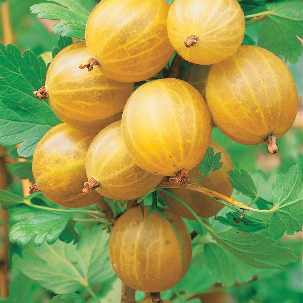 Rode bes - Kruisbes 'Engelse wit' (x2) - Ribes uva-crispa anglaise blanche