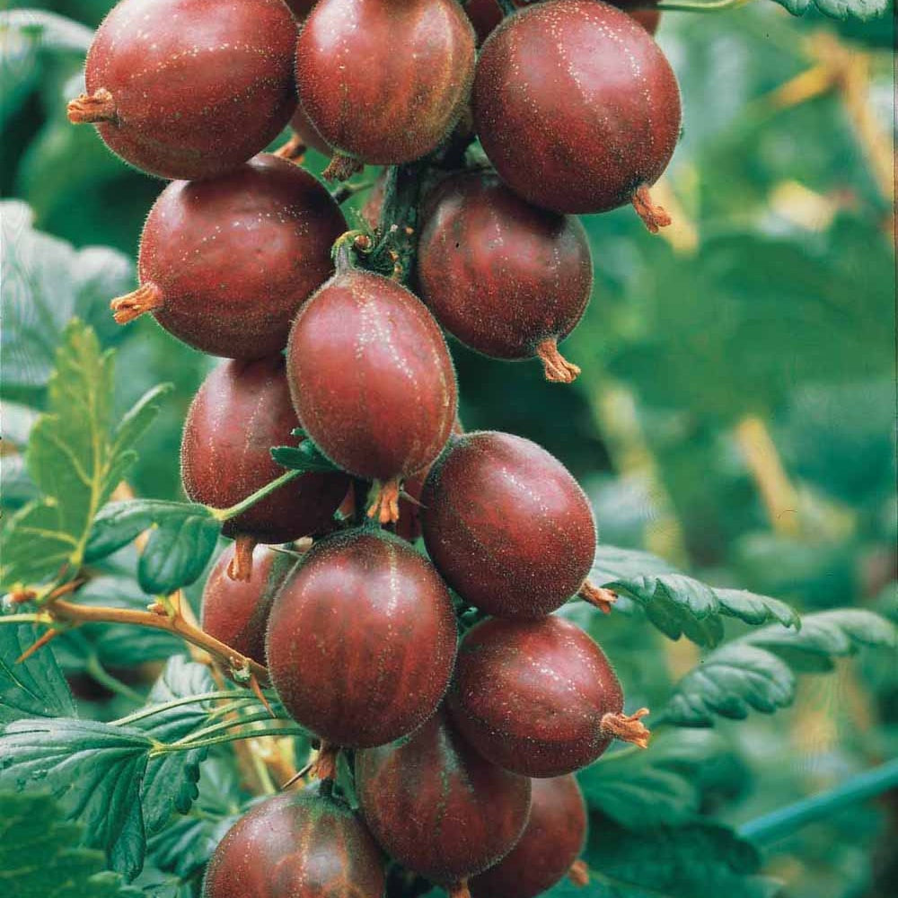 Kruisbes 'Winham's Industry' (x2) - Ribes uva-crispa winham's industry - Fruit