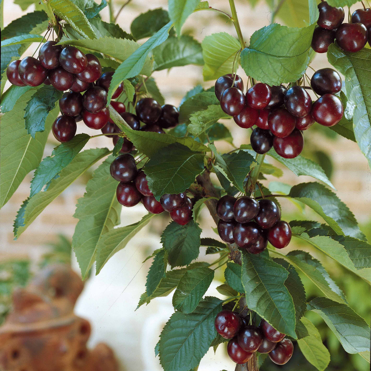 Zoete kers 'Karina' - Prunus avium Karina - Bakker