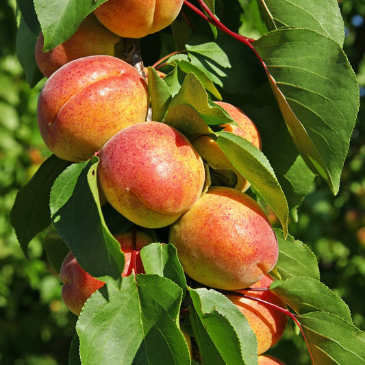Abrikozenboom Polonais' - Prunus armeniaca polonais - Fruitbomen