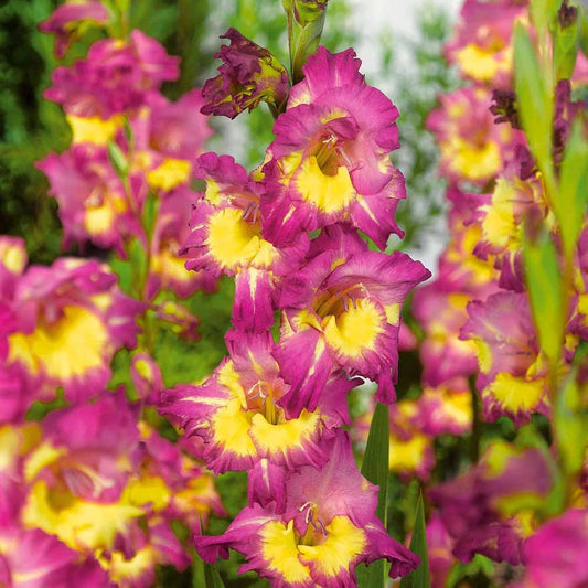 Gladiool 'Farwest' (x25) - Gladiolus farwest - Bloembollen