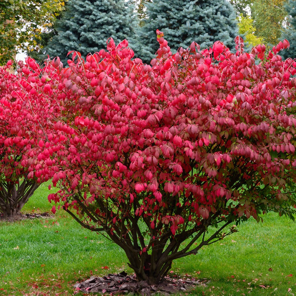 Kardinaalsmuts - Euonymus alatus - Tuinplanten