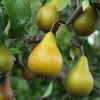 Perenboom 'Beurré Hardy' - Pyrus communis beurré hardy - Fruitbomen