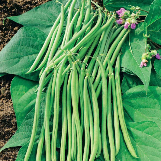 Prinsessenboon 'Mascaret' - Bakker