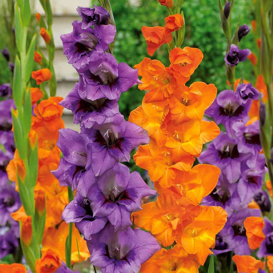 Gladiool 'Blue Star Merry' (x20) - Bakker