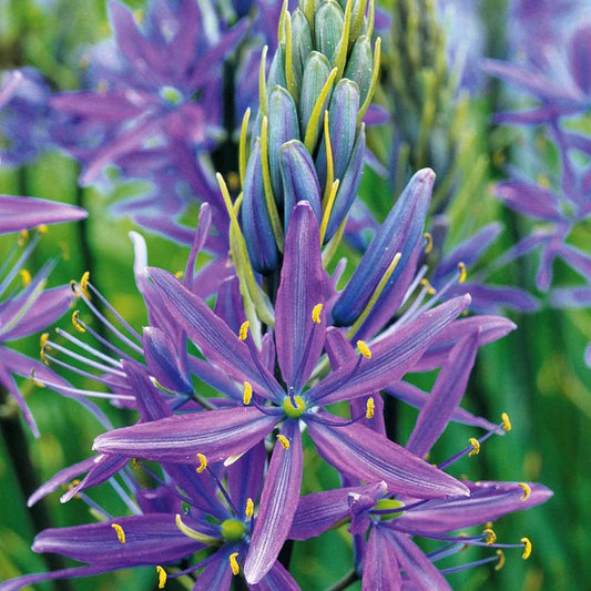 Camassia Leichtlinii Caerulea (x5) - Camassia leichtlinii caerulea - Bloembollen